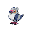 Pidove shiny